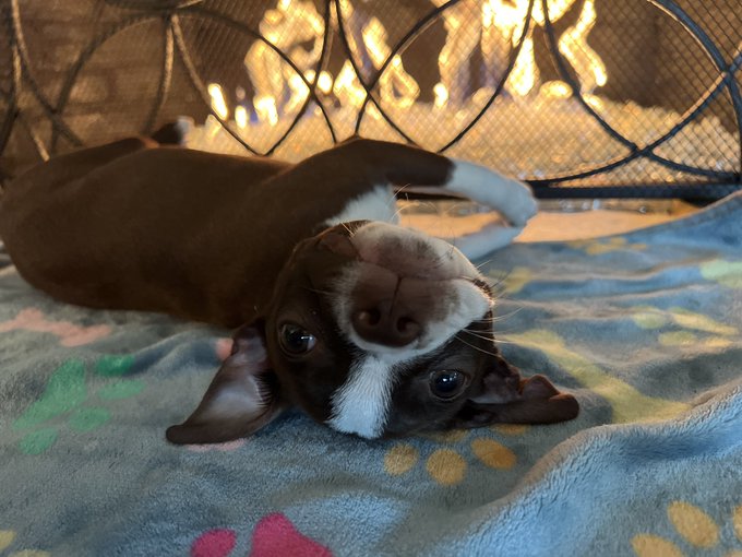 1 pic. I love this puppy but this waking up early thing to take her out sucks lol but she’s dam cute