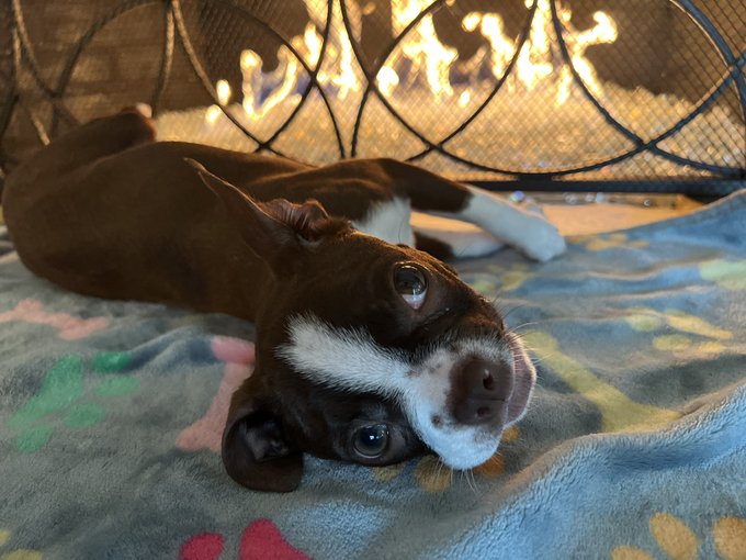 2 pic. I love this puppy but this waking up early thing to take her out sucks lol but she’s dam cute