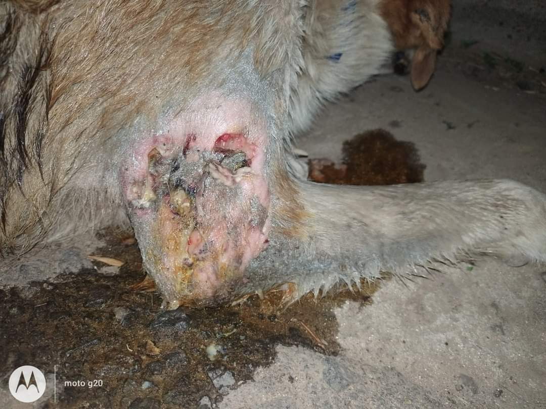 e_rescateanimal's tweet photo. #Loqui en las primeras fotos mostramos como lo encontramos, lastimado y con una hernia en la cola. En este momento está en su última cirugía para ir a su nuevo hogar! https://t.co/tS1WJs7fJL