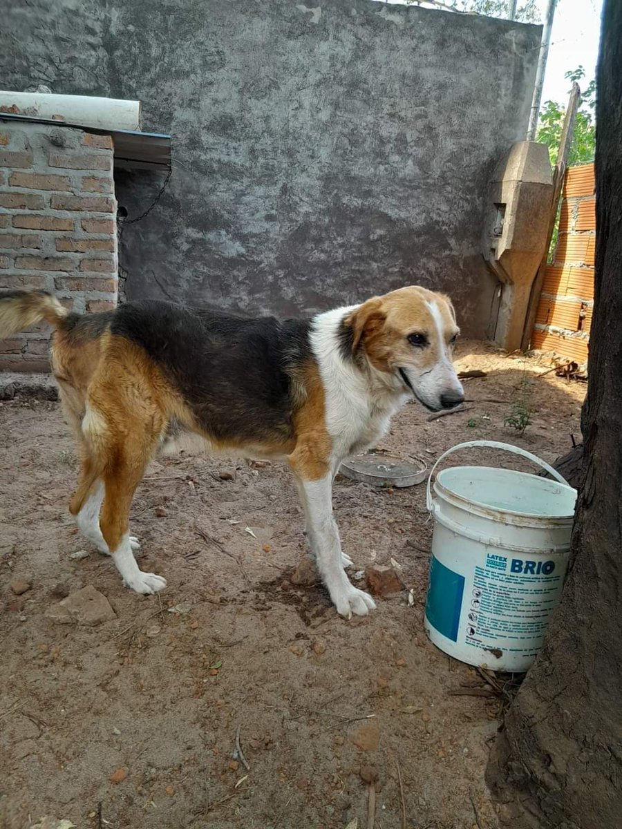e_rescateanimal's tweet photo. #Loqui en las primeras fotos mostramos como lo encontramos, lastimado y con una hernia en la cola. En este momento está en su última cirugía para ir a su nuevo hogar! https://t.co/tS1WJs7fJL