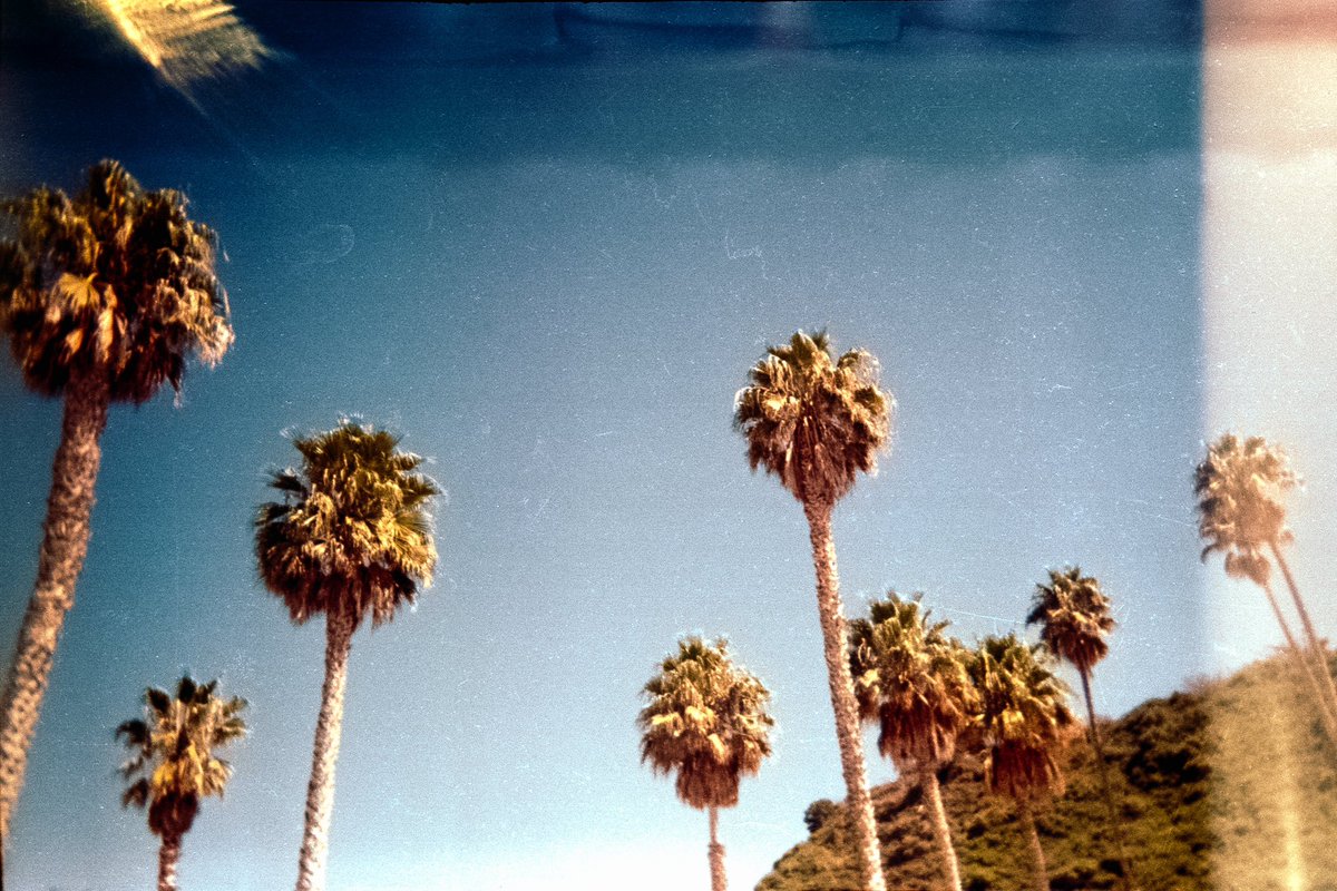 paulztackett's tweet photo. Disposable camera doing its magic ✨ https://t.co/bNvrEc6g4R