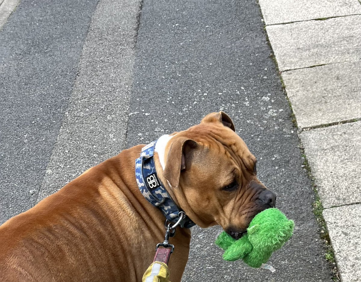 Chunk found a teddy our walk and carried it a mile home.

I've given it a wash