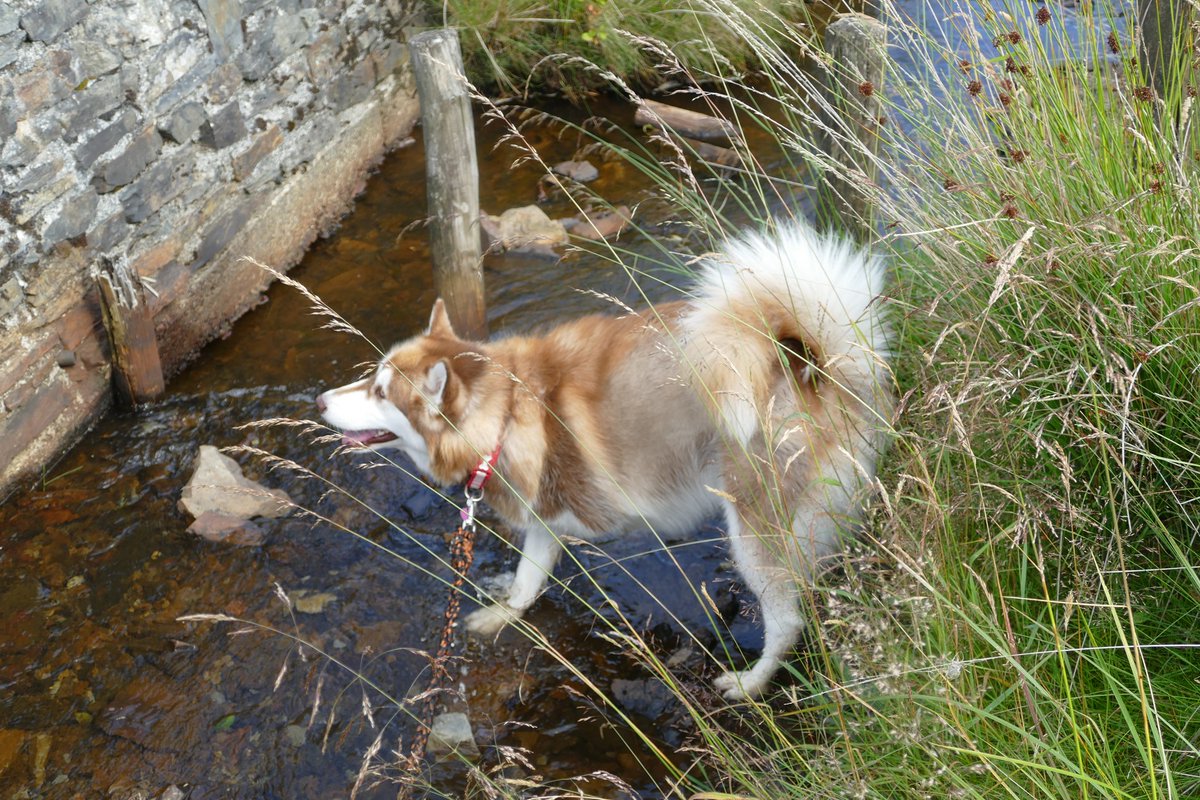 Silver Mountain Exp (@silvermountexp) on Twitter photo Did you know you can bring your well-behaved dogs with you? They're also welcome in The Miner's Rest Cafe too.
They love a little paddle in our steam πΆ
πππππ π πππ‘π - πππππππ ππππ'π‘ πππππ€ππ ππ ππ’π π’ππππππππ’ππ π‘ππ’ππ . Did you know you can bring your well-behaved dogs with you? They're also welcome in The Miner's Rest Cafe too.
They love a little paddle in our steam πΆ
πππππ π πππ‘π - πππππππ ππππ'π‘ πππππ€ππ ππ ππ’π π’ππππππππ’ππ π‘ππ’ππ .