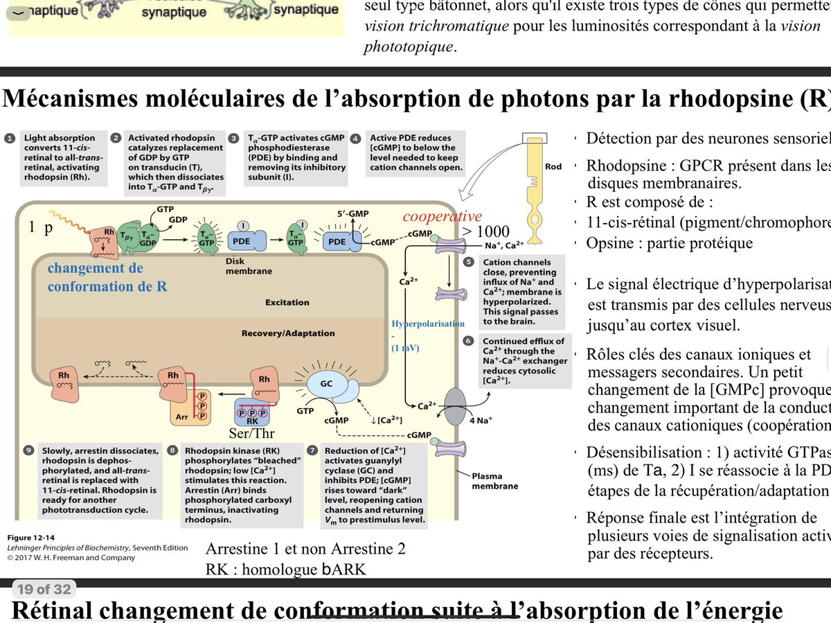 thomas44.near tweet media