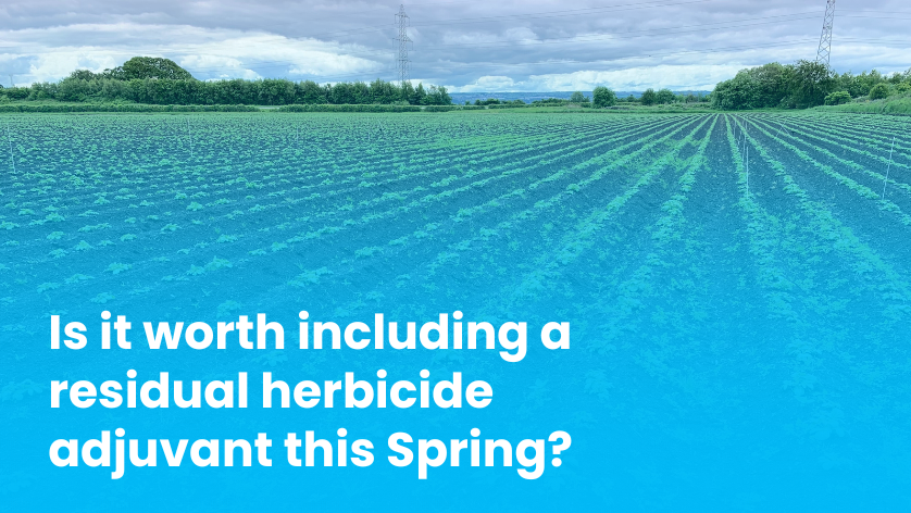 Optimising the efficacy of residual #herbicides can be crucial in #spring crops where there are less post-em options to stop weeds in their tracks.

Is it worth including an #adjuvant to bolster performance❓ 

Head over to <a href="/ACTHortNews/">HortNews</a> to find out 👉
bit.ly/3ZAIJ36