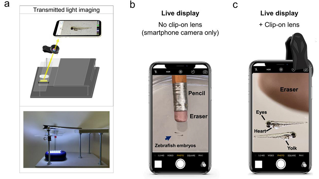 A <a href="/SciReports/">Scientific Reports</a> paper presents a device called glowscope that can convert a smartphone or tablet into a fluorescence microscope for less than US $50.  go.nature.com/3l35BJH
