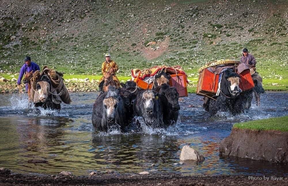 welcome2mongoli's tweet photo. Fun Fact: It takes 2 camels or 3 yaks to carry a Mongolian ger! ๐ฎ
#GroovYyurts #MongolianCulture #Mongolia
via Groovy Yurts https://t.co/1WwjMl9W6v