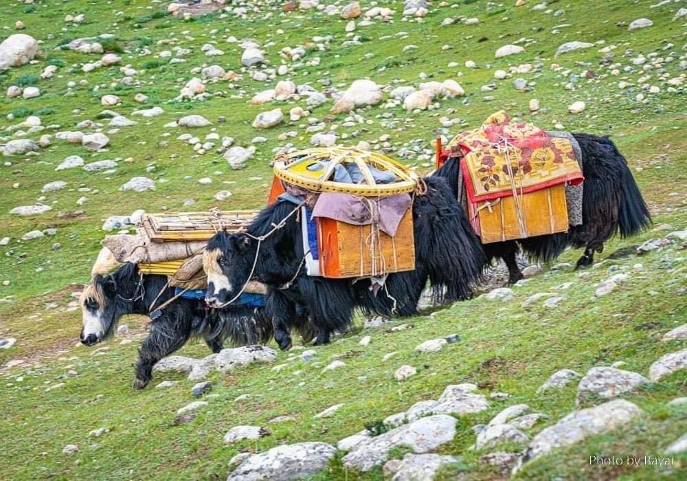 welcome2mongoli's tweet photo. Fun Fact: It takes 2 camels or 3 yaks to carry a Mongolian ger! ๐ฎ
#GroovYyurts #MongolianCulture #Mongolia
via Groovy Yurts https://t.co/1WwjMl9W6v