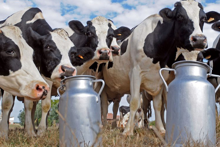 Con datos correspondientes al mes de febrero, Coninagro presentó un nuevo informe con la situación y actividad productiva de sus economías regionales. Sigue la preocupación en el sector tambero. bit.ly/3yIRWuh