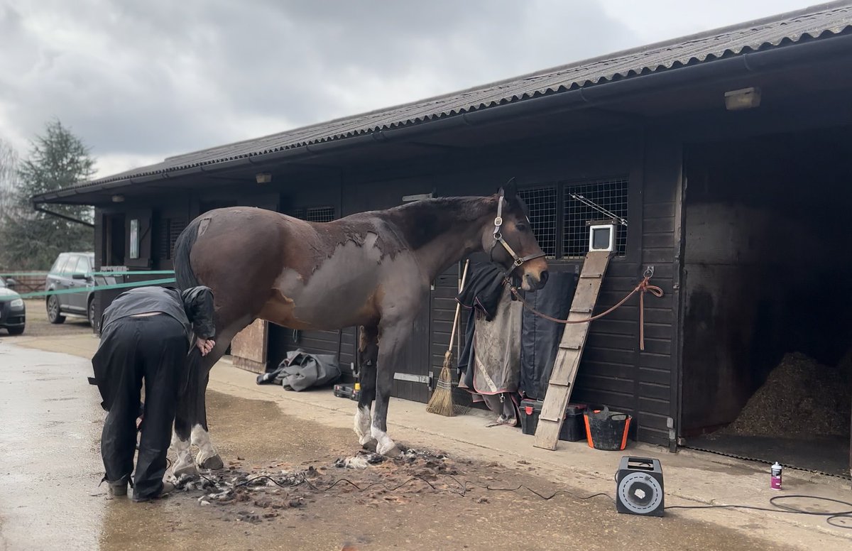 littledave72's tweet photo. Iโve had my hair done ready for my spring coat to come through ๐ฅฐ #shortbackandsides #littledave #dappleseason #cityboycountrylife #wherearemyrugs https://t.co/8ivlZBYpwQ