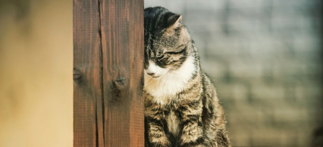 LoughMackenzie's tweet photo. “Declawing involves amputating the first knuckle on a feline’s toes in order to ensure the claw can not grow anymore. This procedure has been banned in 42 countries, including England, France, and Germany, however has yet to be banned in more than 2 U.S states” #39canimals https://t.co/hkvaxvLMVR