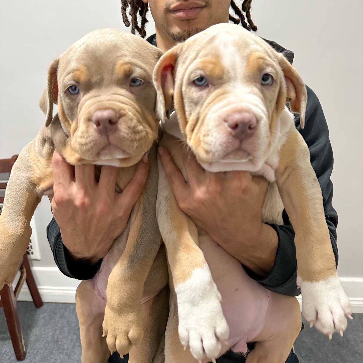 #puppies #forsale
