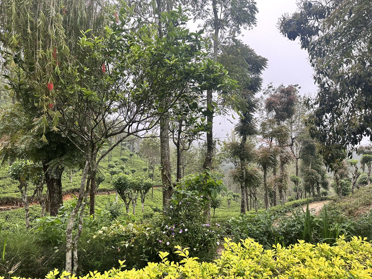 Today’s whimsical views in the field. 🫶🏻

#lunugala #uva #srilanka #offthebeatentrack #visitsrilanka #lassanalanka #southasia #mountains #worklife #lka #fieldvisit