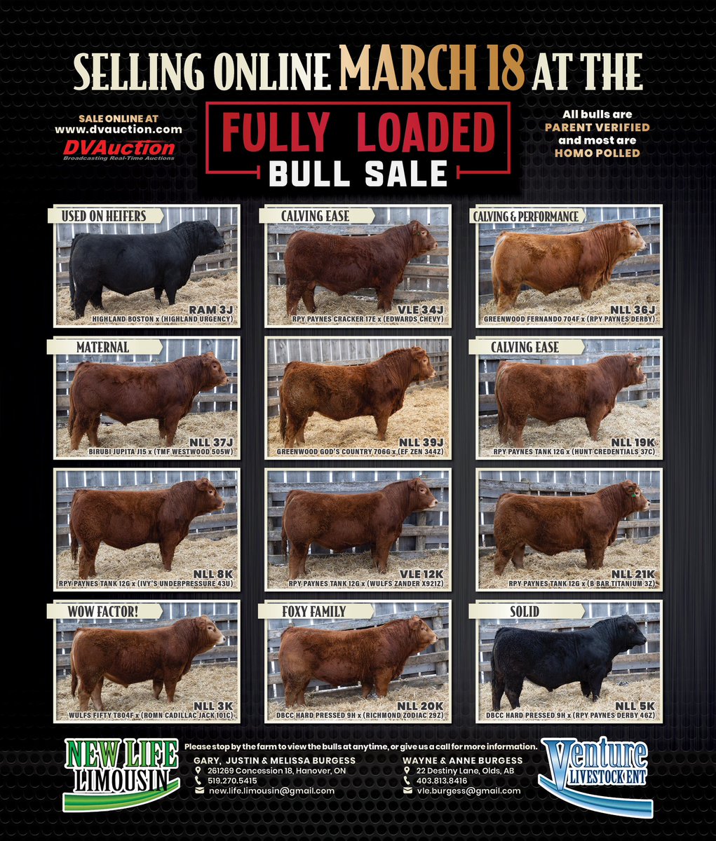 Bidding is open for the Fully loaded Limousin Bull sale . Log onto dvauction.com and all videos and supplement data are posted with each lot . With questions call Justin 519-270-5415 . <a href="/CDNLimousin/">Canadian Limousin</a> <a href="/LimousinOntario/">Ontario Limousin Association</a>