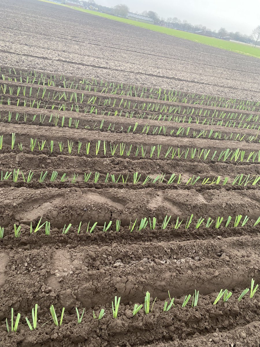 erik_corbijn's tweet photo. De eerste zomer prei weer aan de grond toe vertrouwen https://t.co/i2gA8N5gDI