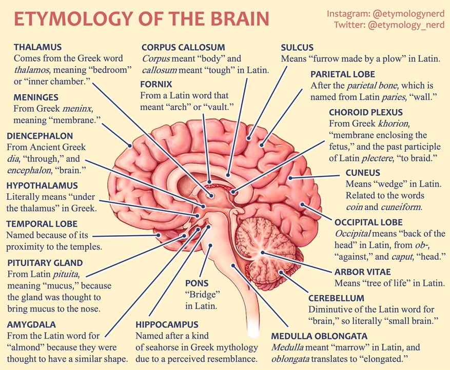So interesting to see how parts of the brain got their names!

Credits: <a href="/etymology_nerd/">Etymology Nerd</a>

#neuroscience #MedTwitter