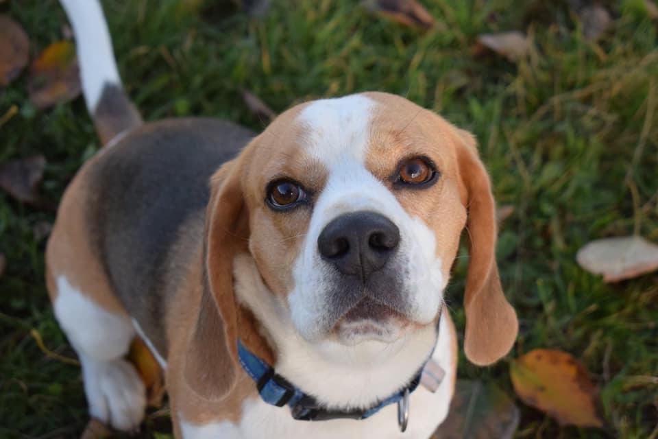 DogsLifeFanClu1's tweet photo. Can you give me a like 👍 as nobody else has 

#beagle #beaglelove #beaglelife #beaglemania #beagleworld #beaglepuppy #beagleloveit #beaglelover #beagleworld_feature #beaglesdaily #beagleoftheday #beagleboy #beaglemasters #beaglelovers #beagledaily #beaglegang #beagledog https://t.co/K6Iyh5xQUh