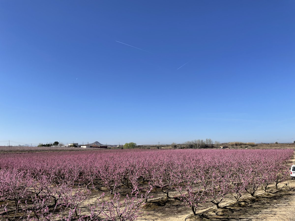 Avui hem tingut a l'equip de <a href="/ModpowAgritech/">ModpoW AgriTechnologies</a> instal·lant la sensòrica pel control de la fertirrigació dins l'activitat demostrativa @FertiDigital a Soses. Sensors d'humitat al sòl, conductivitat elèctrica i sondes de succió a estat la tecnologia proposada.