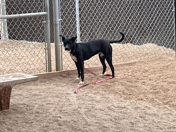 Adoptable #Dog #Willow_PIMAAZ_17 Black with white trim getpet.info/Willow_PIMAAZ_…