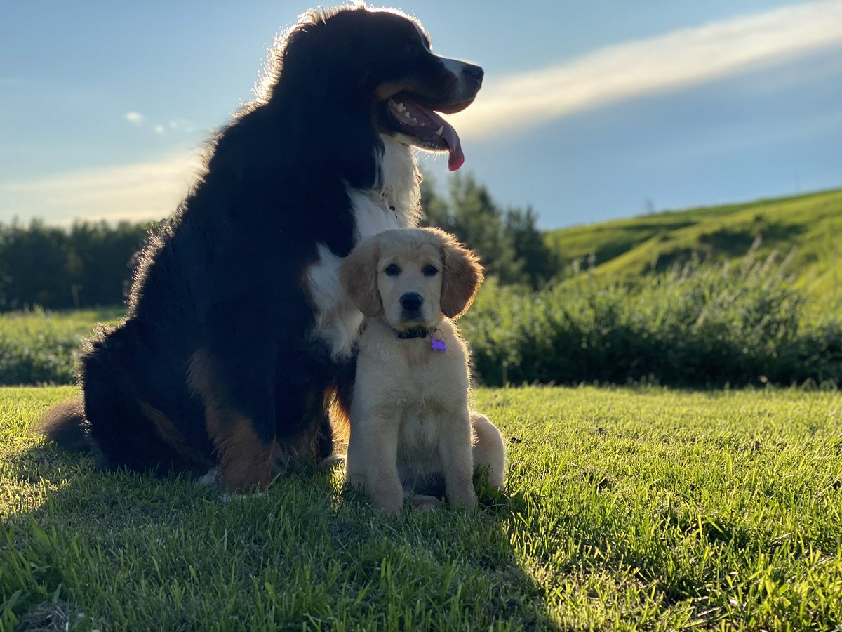 Deciding to welcome a dog into your home is a life changing event.

Those that have dogs can separate their life into B.C. and A.D.  

Before Canine and After Dog.

If you are thinking about getting a dog, this read is for you.

A dog isn't an easy pet.  

If you want an easy