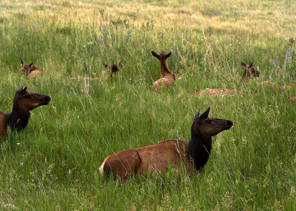 Good morning. Just a herd of elk taking a mid day nap.

#rmnp #elk #explorecolorado #adventureawaits #justgoshoot #getoutdoors #wildlifeaddicts #wildlifephotography