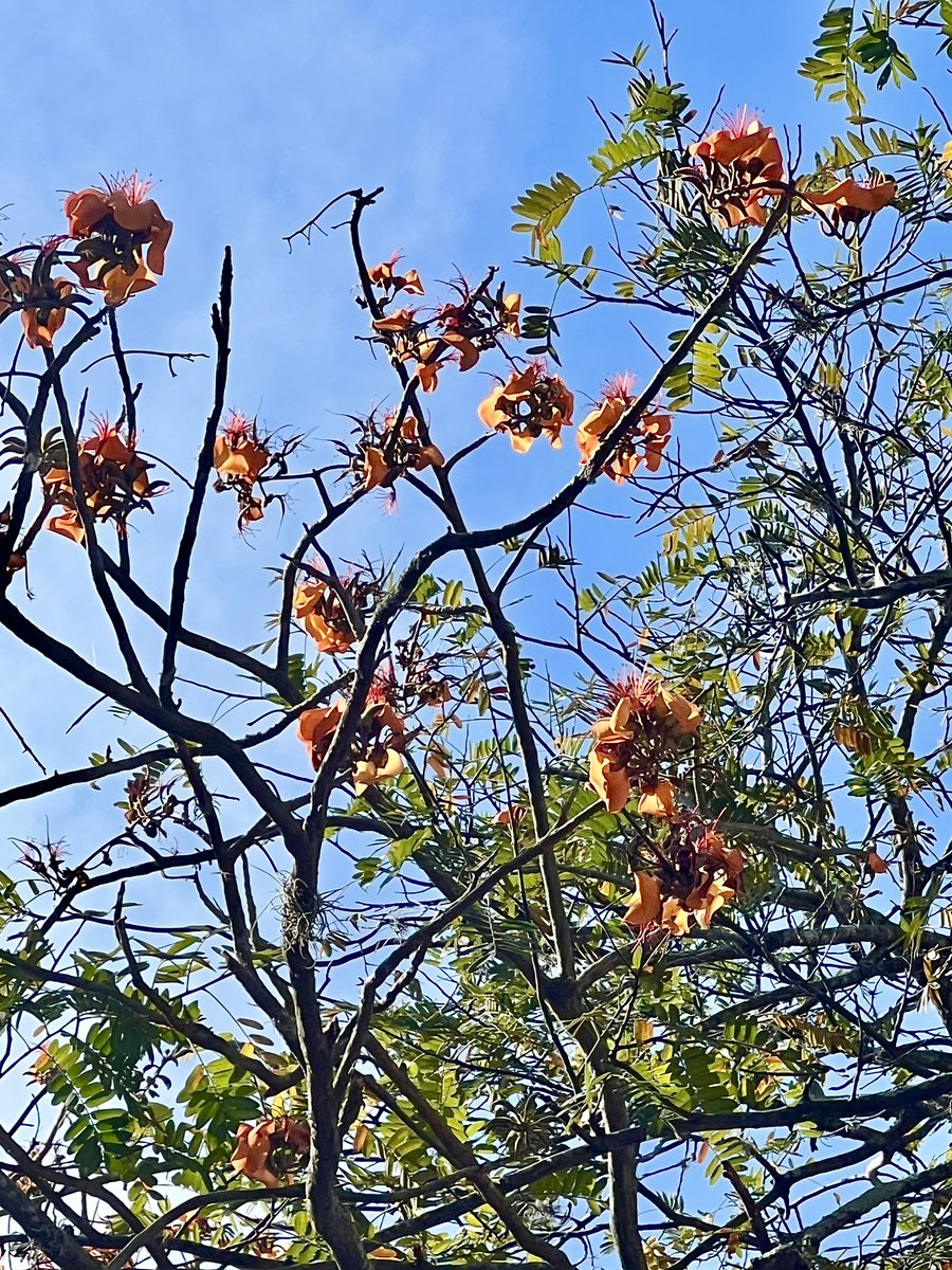 Para los amigos que lo extrañan, 
aquí se los mando. 💙🦜🌼 🌱 #16Marzo 📷