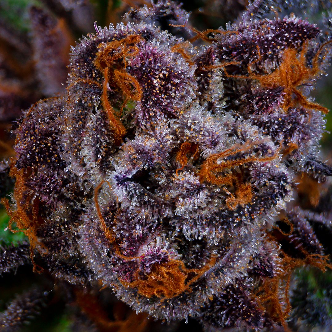 NuvuePharma's tweet photo. It's another #trichome paradise and her name is #SunsetMac.
Resetting your biological clocks one nug at a time #SleepAwarenessWeek π₯±π΄
#NuVue #NuVuePharma https://t.co/5fl4vnPkwR
