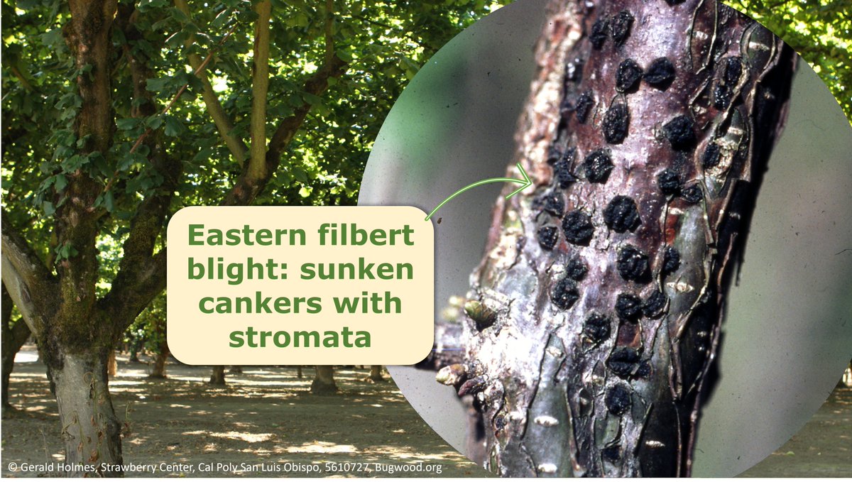 Plants_EFSA's tweet photo. ⚠️Anisogramma anomala is the causal agent of #EasternFilbertBlight

🌳The fungus is an EU quarantine pest that infects #HazelnutTrees twigs and branches

🔗Do you want to know how to detect this pest? Don't miss the latest @EFSA_EU #PestSurveyCard on https://t.co/AeSy9PuMB1 https://t.co/nVBVF6y75Z