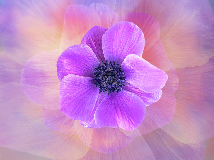 TerryIKON's tweet photo. "Anemone Delight" by Terry Davis https://t.co/pbtnj1dhwd
#Anemone #Flower #Pink #Purple #Lavender #Testure #TerryDavis @TerryIKON https://t.co/Y5PsuZAT1Q