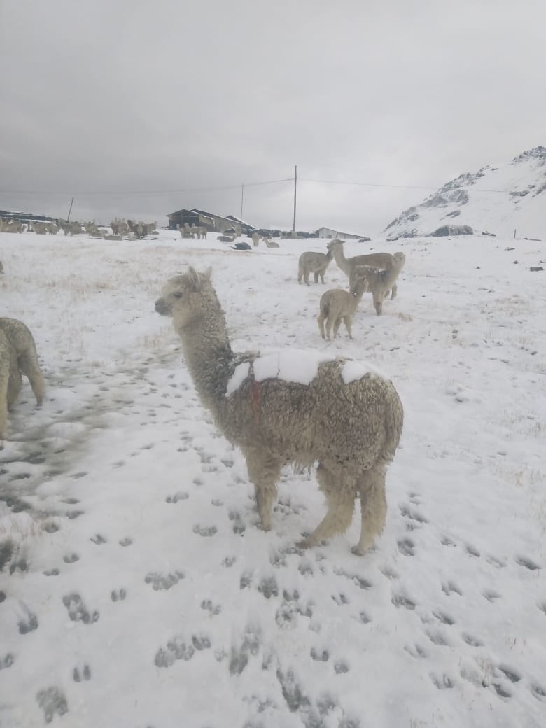 RuthLuqueIbarra's tweet photo. #Urgente Esta es la situación en varias comunidades del distrito de #Marcapata Quispicanchi #Cusco. Desde hace más de 3 días sufren intensa nevada q afecta a la población, animales, agricultura 🧵

1/3 https://t.co/zKDmvCWe9r