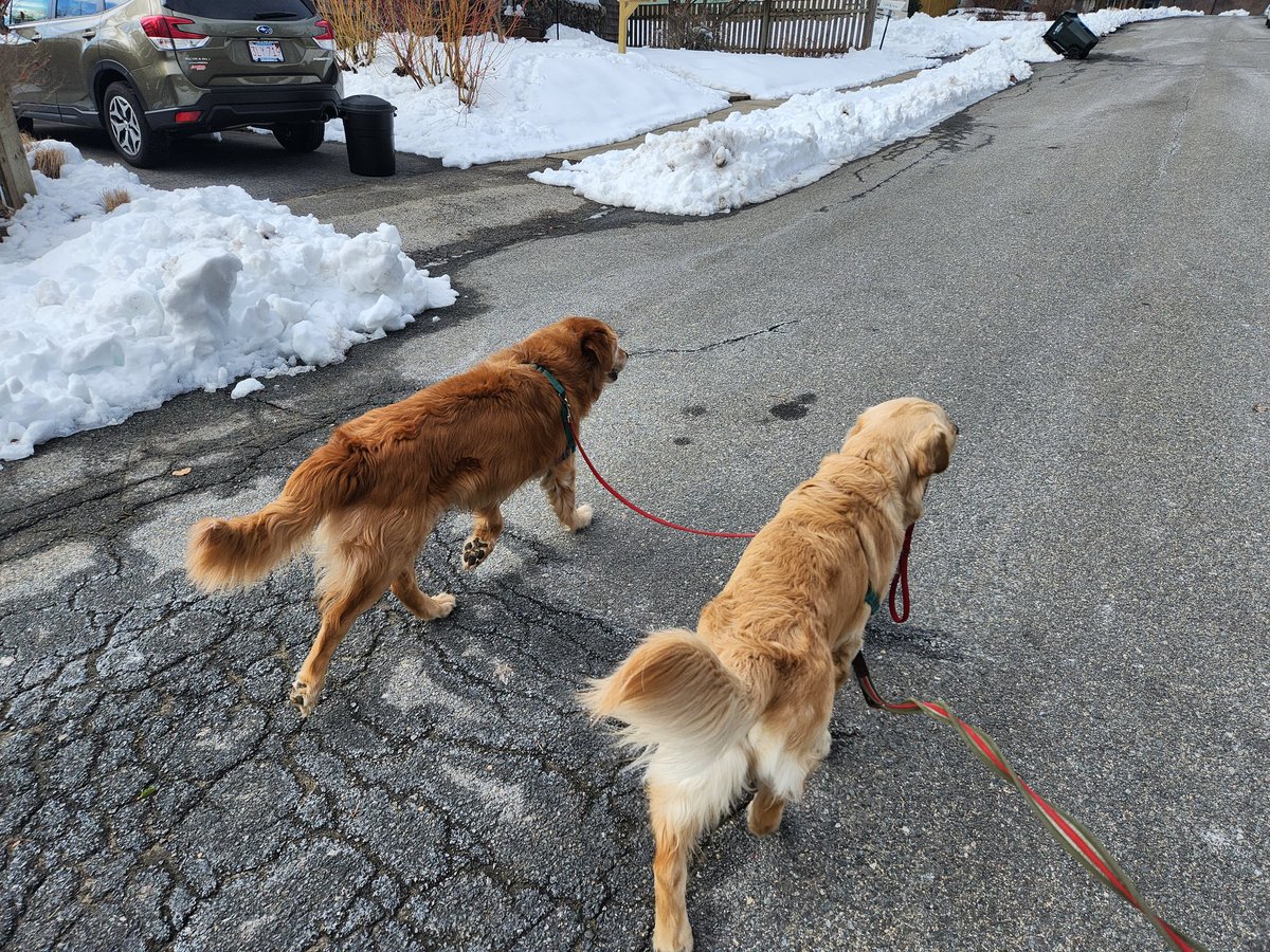 doggy_motion's tweet photo. Shenanigans with Ollie and Si 💗🤪 #dogsoftwitter #GoldenRetrievers #thursdayvibes https://t.co/Z231MG2VMW