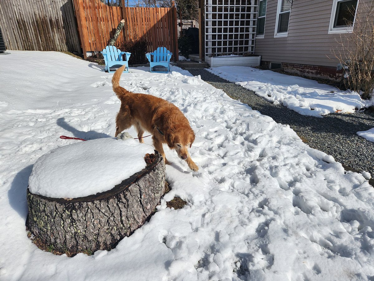 doggy_motion's tweet photo. Shenanigans with Ollie and Si 💗🤪 #dogsoftwitter #GoldenRetrievers #thursdayvibes https://t.co/Z231MG2VMW