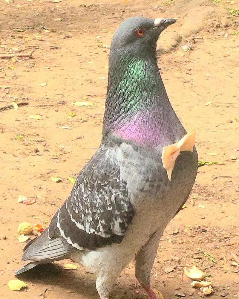 fancy pigeon