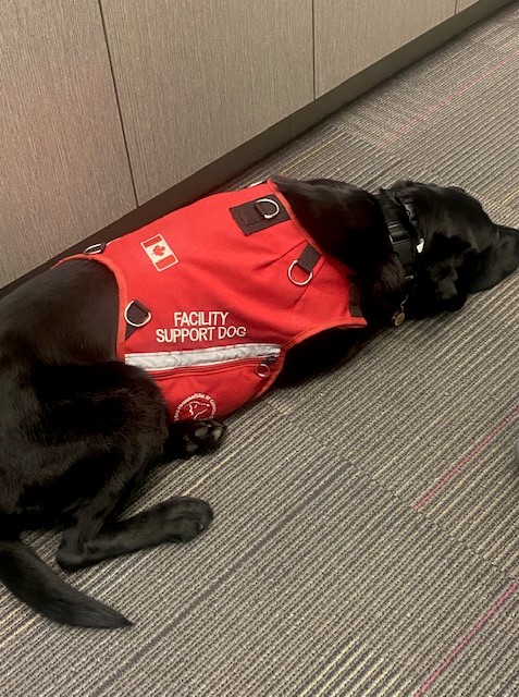 RadiusChild_Yth's tweet photo. Look who’s working hard today! It’s Lexus. She’s at the office doing what she does best …. Supporting those who need it the most.
#RUFFProgramLexus #FacilityDog #ServiceDog #ServiceDogsOfInstagram #WorkingDog #TherapyDog #Labrador https://t.co/nOfvaKMxFK