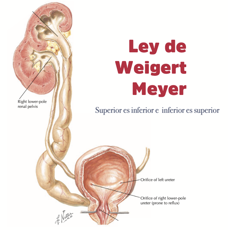 siupurol tweet media