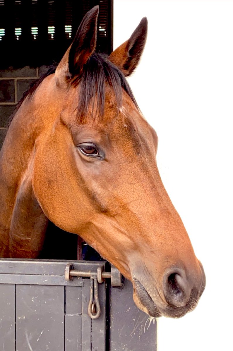 Sire Du Berlais appreciation tweet 
💚💛

He’s Tiger Rolls bestie 😍

#Cheltenham2023