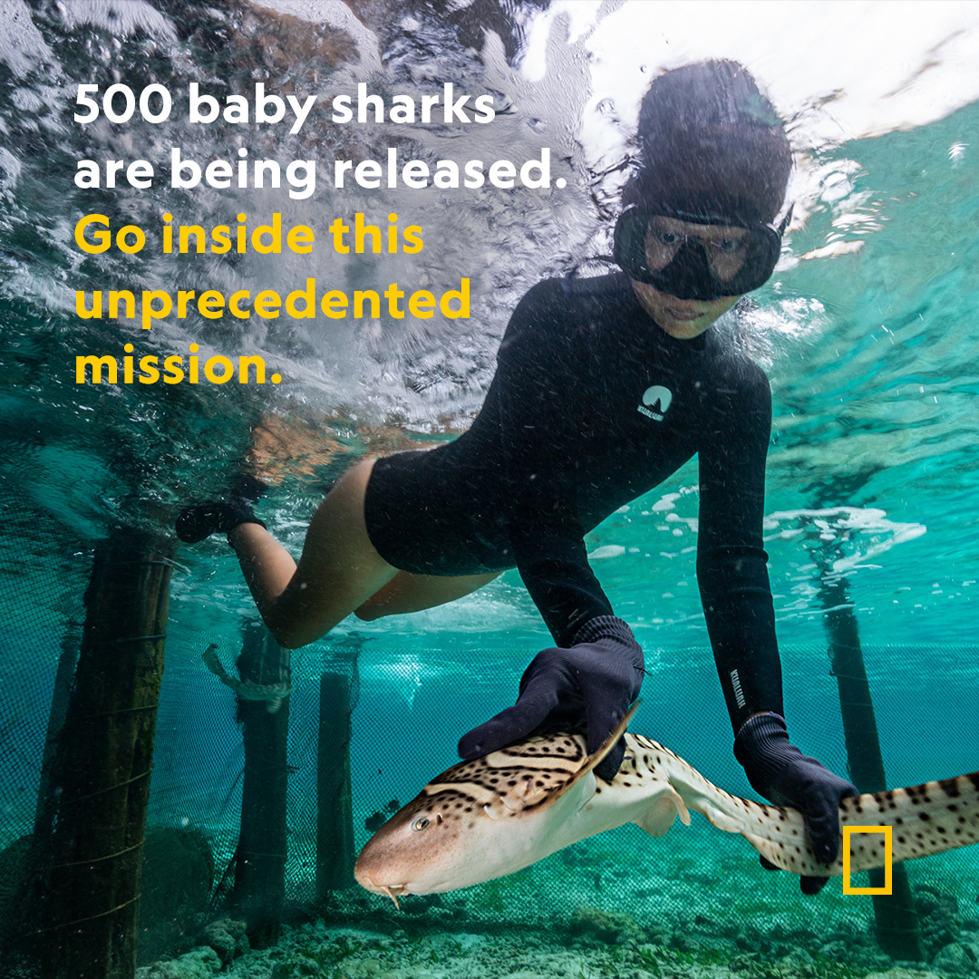 NatGeoHistory's tweet photo. A team spanning 15 countries is raising endangered zebra sharks in captivity and reintroducing them to the wild—attempting to bring back a self-sustaining population that has been teetering on extinction. https://t.co/Eu1J6wnCQ6 https://t.co/zBkj3y3BKw
