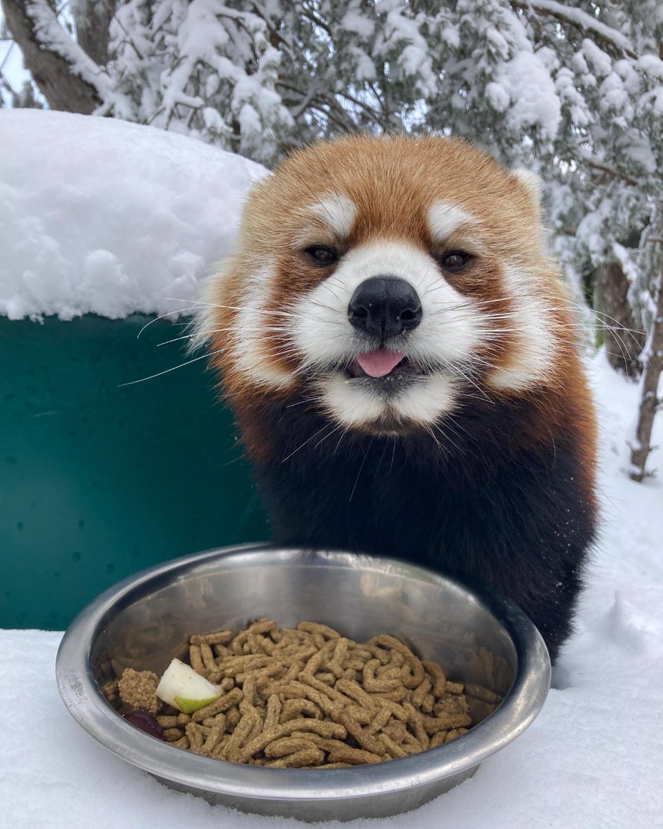 When you know you're the OG panda and are serious eyebrow goals 🐾 #NationalPandaDay