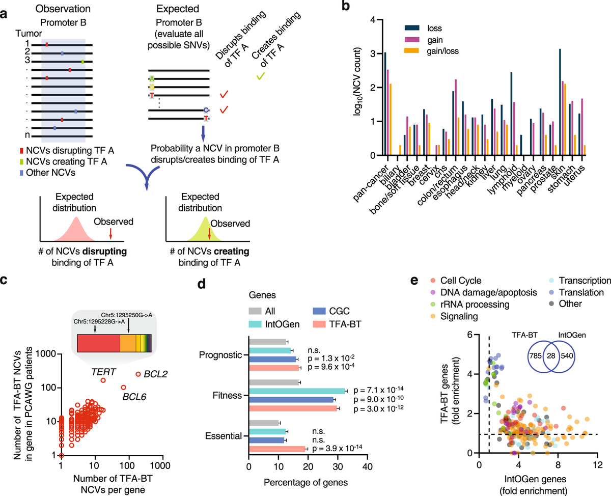 NatureComms's tweet image. @fuxmanlab @TrevorSiggers @scarrascopro @heatherJHook @BU_biology develop a transcription factor-aware test to predict #noncoding cancer drivers and analyse the impact on transcription factor binding - especially ETS factors
#CancerResearch @natrescancer
doi.org/10.1038/s41467…