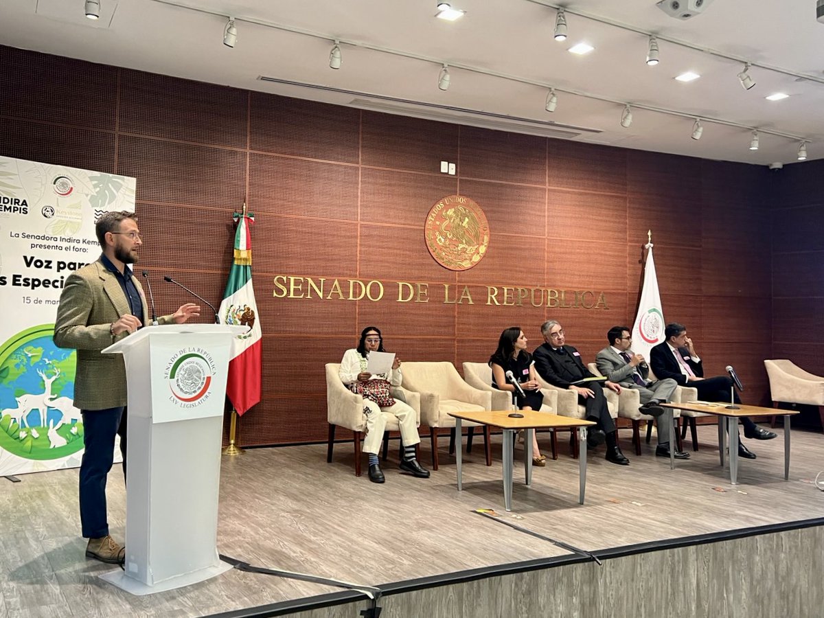 Chasing World Heritage (@chasing_wh) on Twitter photo 🤓 Yesterday I presented the importance of #keystone species at Mexico’s Senate 🇲🇽<a href="/senadomexicano/">Senado de México</a> Let’s give a voice to these species not only in our national legislation but all around the world. 🐆🌱🦋 Thank you <a href="/IndiraKempis/">Indira Kempis de I.</a> <a href="/nancydelasa/">Nancy de la Sierra Arámburo</a> and <a href="/alelagunes/">Alejandra Lagunes</a> for supporting this! 🤓 Yesterday I presented the importance of #keystone species at Mexico’s Senate 🇲🇽<a href="/senadomexicano/">Senado de México</a> Let’s give a voice to these species not only in our national legislation but all around the world. 🐆🌱🦋 Thank you <a href="/IndiraKempis/">Indira Kempis de I.</a> <a href="/nancydelasa/">Nancy de la Sierra Arámburo</a> and <a href="/alelagunes/">Alejandra Lagunes</a> for supporting this!