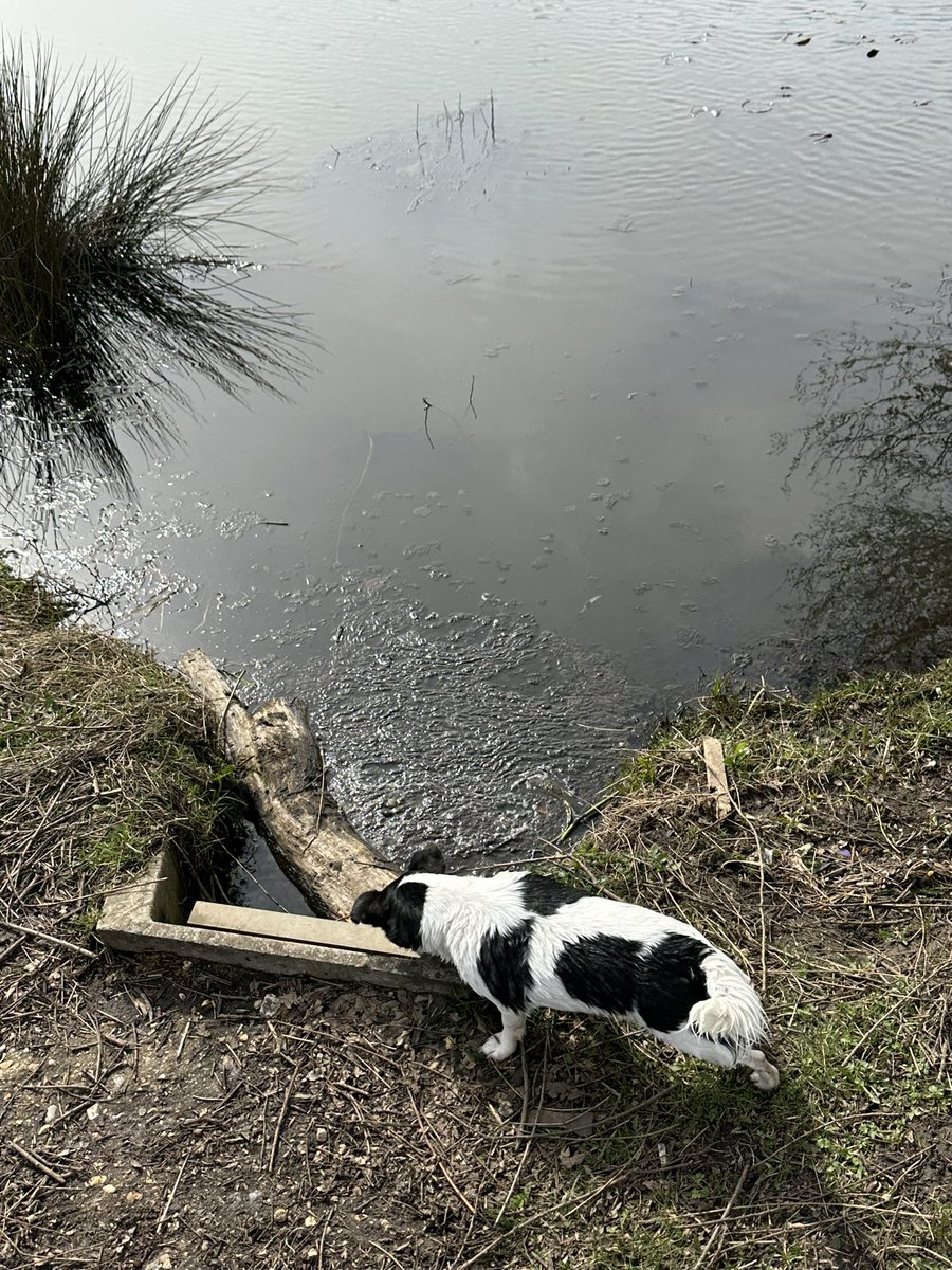 HammondForge's tweet photo. @wessexwater please clean the sewage from bourne valley nature park https://t.co/AH391xgb48