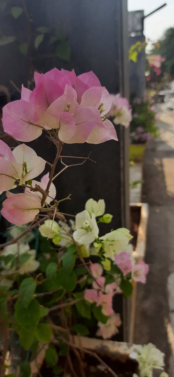 Madhumathi_Inks's tweet photo. Shades of spring... 🎨 🌸
When Bougainvillea hitchhiked.
💗
#EternalLoveForNature
#Bougainvillea #Flowers #NaturePhotography #Nature #LanguageOfColors #ColorPink #SpringColors #Spring https://t.co/H5WzxNj7Cl