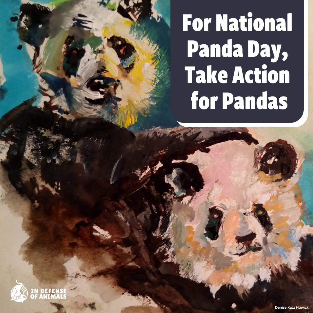 March 16 is National Panda Day and was created to help raise awareness of the threats faced by this beloved, iconic species in order to encourage efforts to protect them.
Take action on our most recent alert to help pandas: bit.ly/3JKSd68
Pls RT &amp; bit.ly/3JljAT1