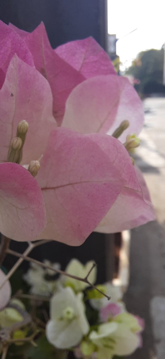 Madhumathi_Inks's tweet photo. Shades of spring... 🎨 🌸
When Bougainvillea hitchhiked.
💗
#EternalLoveForNature
#Bougainvillea #Flowers #NaturePhotography #Nature #LanguageOfColors #ColorPink #SpringColors #Spring https://t.co/H5WzxNj7Cl
