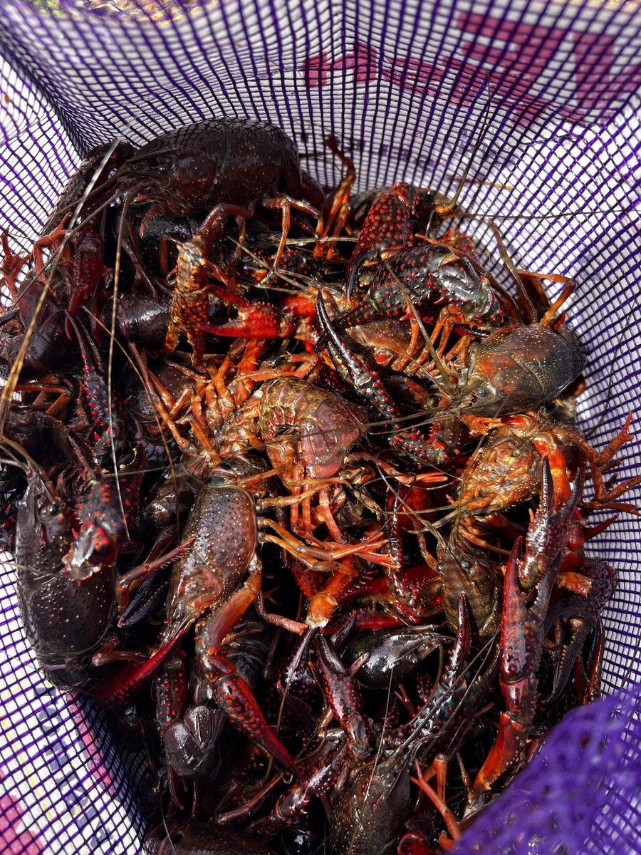 NuclearGeek tweet media