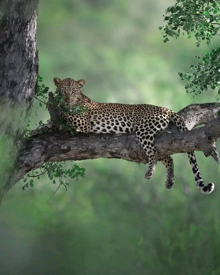 GetQuickSafaris's tweet photo. The world is a book and those who do not travel read only one page.

#leopard #wildlife #leopardprint #nature #animals #wildlifephotography #bigcats #fashion #safari #animal #cat #africa #cats #photography https://t.co/Q9NHSFXYJb