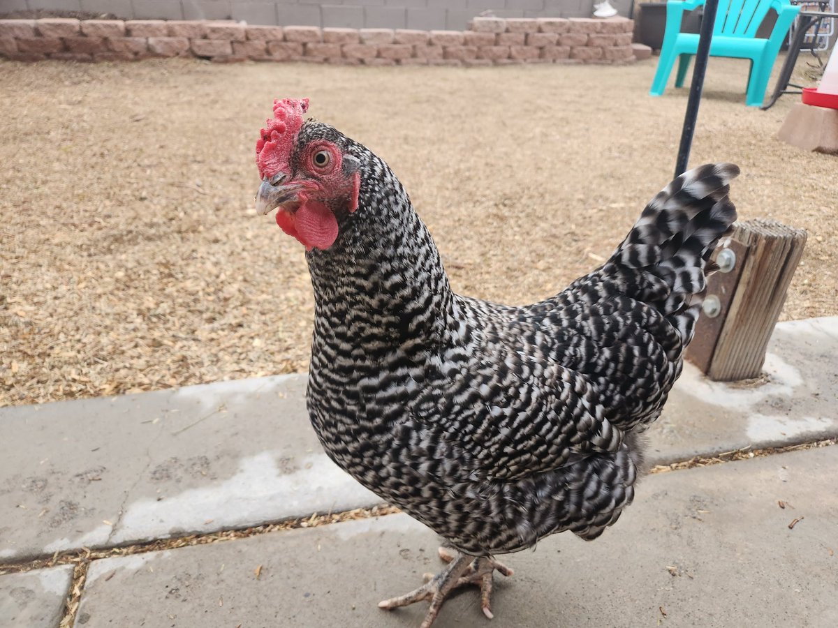 Got an IG time out so here's my first tweet- one of the backyard birds posing for a photo.