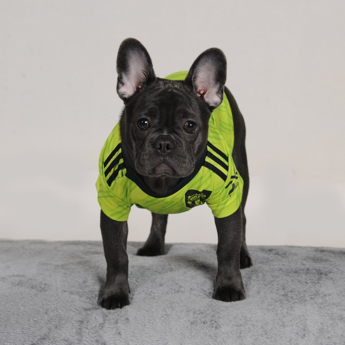 NHiscoe's tweet photo. Cannot cope🥺😭💙@ManUtd #Manchester_United #ManUtd #frenchbulldog #frenchiepuppy https://t.co/qlqDzZ6Gks