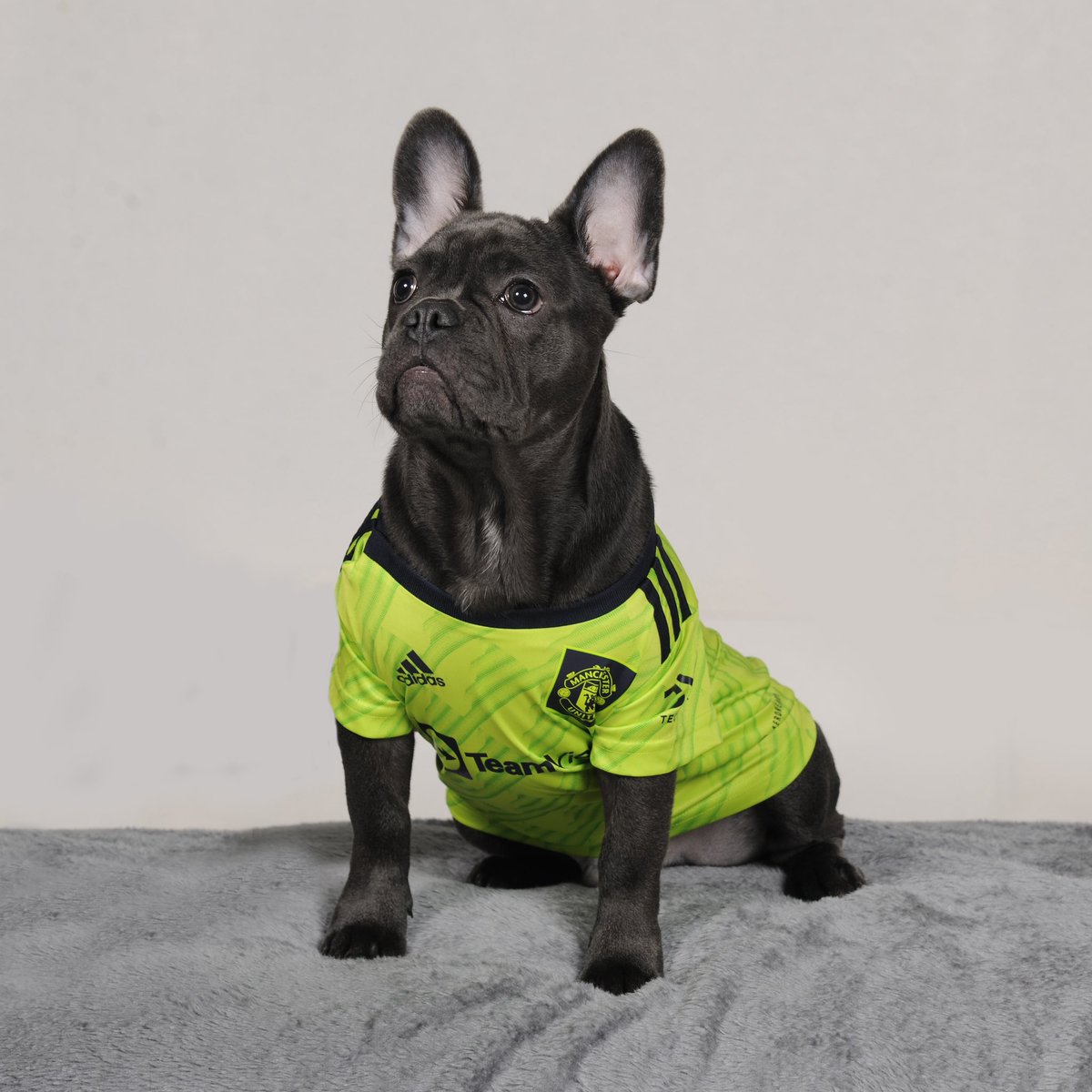 NHiscoe's tweet photo. Cannot cope🥺😭💙@ManUtd #Manchester_United #ManUtd #frenchbulldog #frenchiepuppy https://t.co/qlqDzZ6Gks