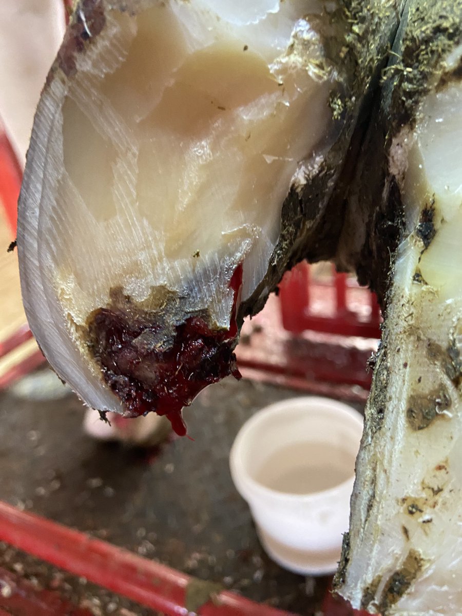 Toe necrosis is the typical sign of over-trimming! It appears way too often when the trimming team does not follow correct procedures. Many online videos are bad examples of trimming. Only proper education and in-field experience will provide results. #NoLamenessTolerance